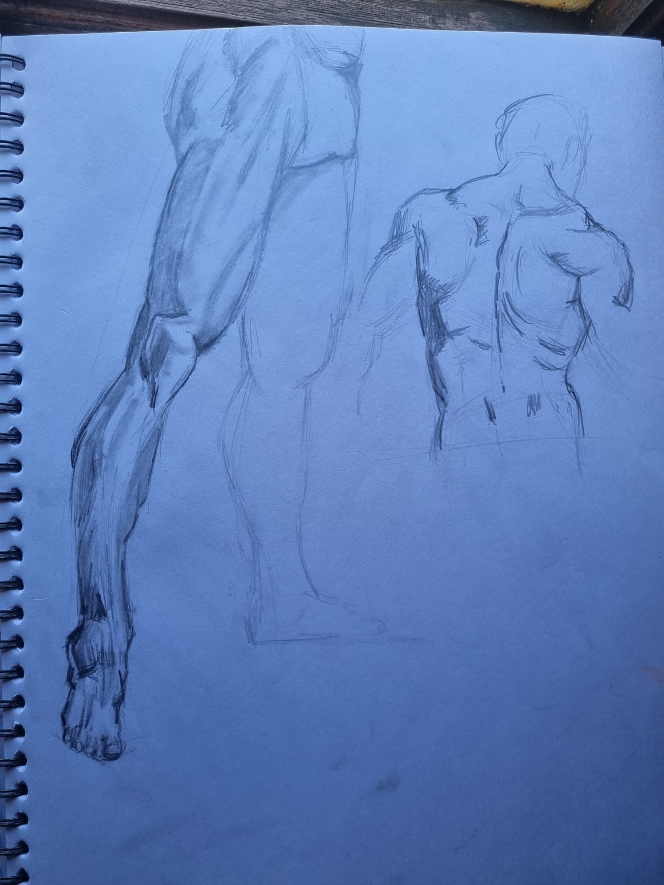 male anatomy sketches