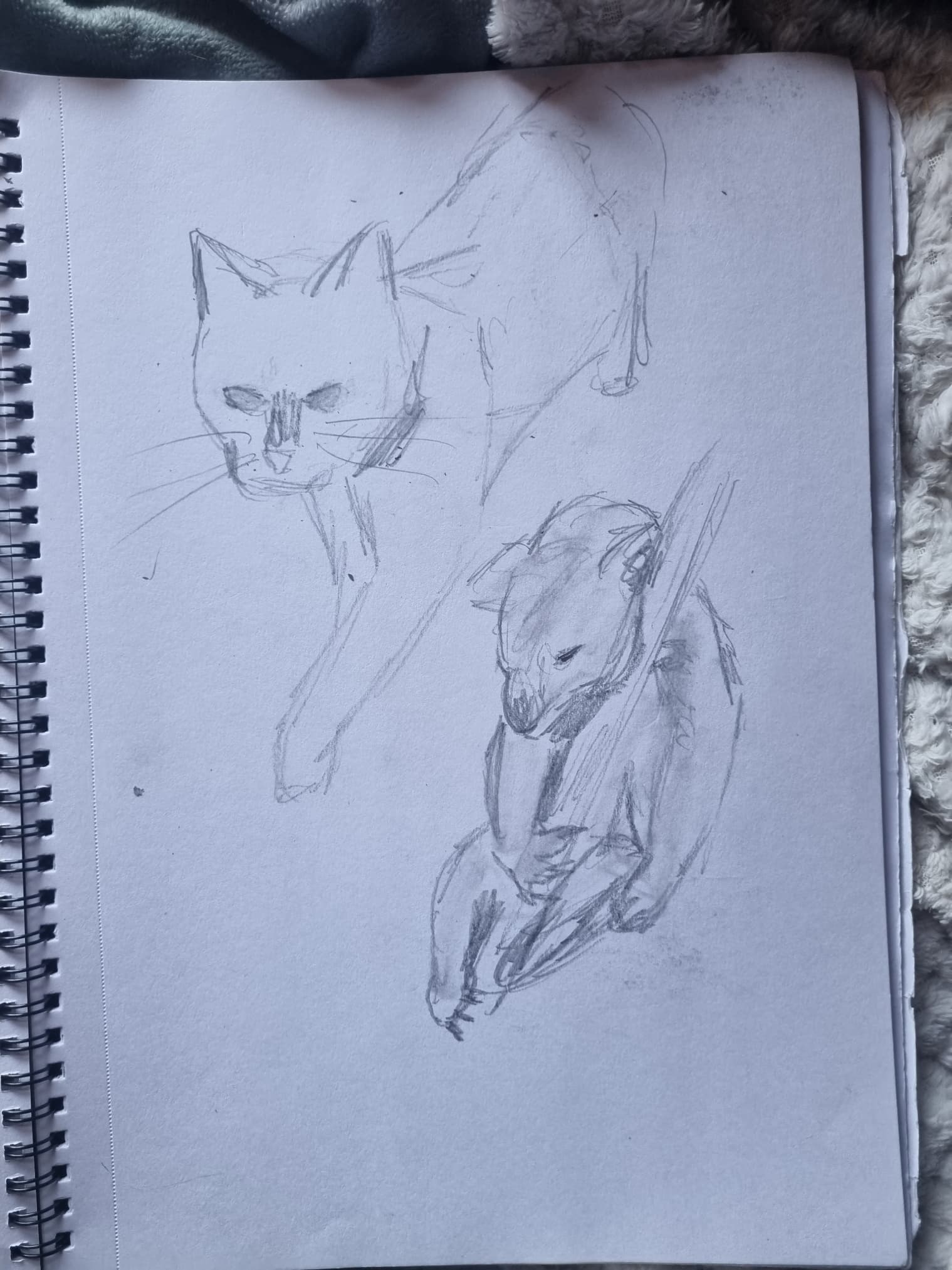 animal sketches